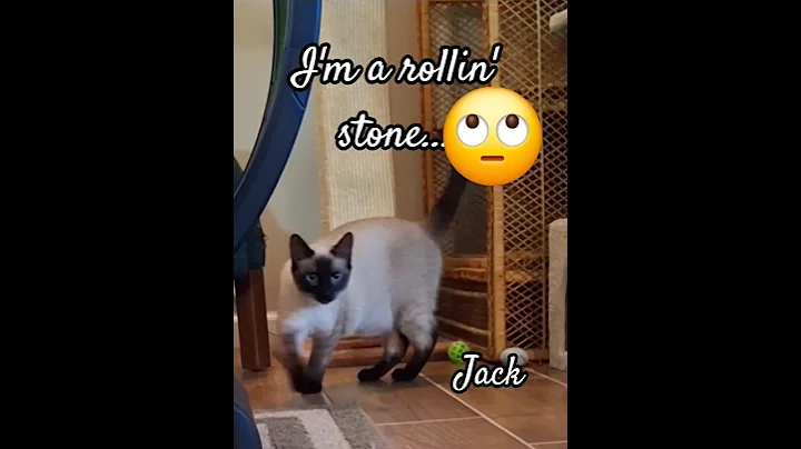 Video 8667761: cat kitten meow siamese, siamese cat funnycats, chocolate point siamese kitten, cat walk