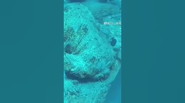 قران كريم بصوت القارئ دلشاد احمد الكردي.