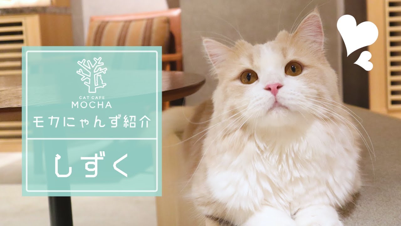 しずく（スコティッシュフォールド♂）神戸三宮店 - YouTube