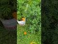 Marigolds in Grow Bags? Do THIS! #gardening #gardeningtips #marigold #marigoldcare #growbag