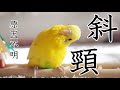 斜頸 原因不明 セキセイインコ 7歳 斜頸になる Budgerigar torticollis