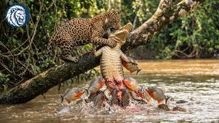 Wild Amazon – Where Only the Strongest Predators Survive | Nature Animal Documentary