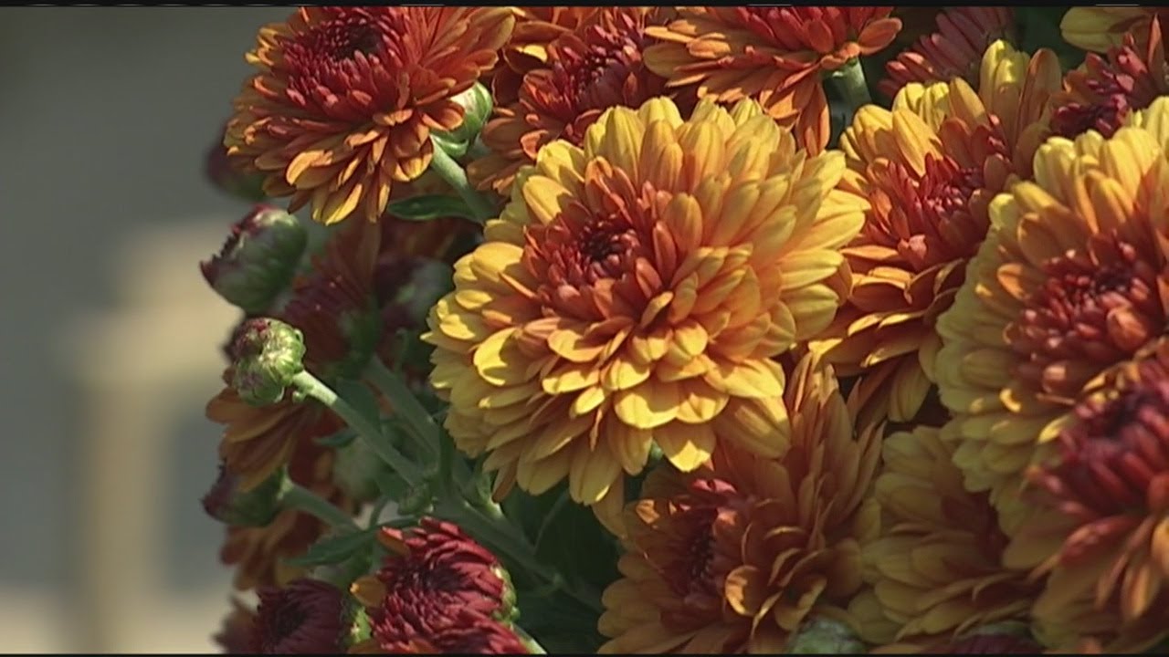 How to make your mums last long YouTube