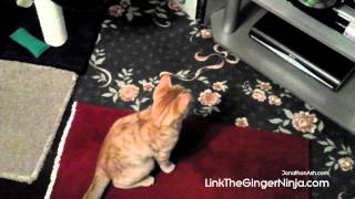 Cat Vs Blu-Ray Player