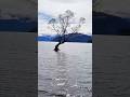 Don't miss this. Three Iconic Trees World’s Most Photographed 😍😮