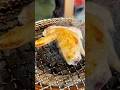 Chicken Wing Sushi with Sweet & Spicy Sauce