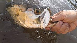 Kayaking The Everglades For Juvenile Tarpon And Snook