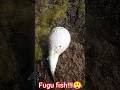 We Found Fugu Fish In Camp