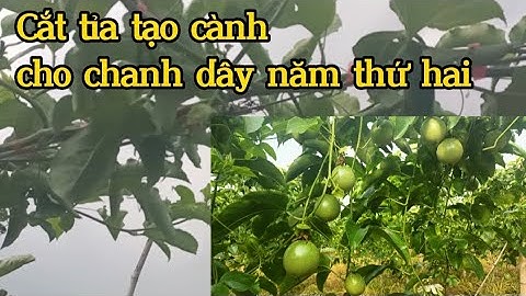 Cắt Tỉa Tạo Cành Cho Chanh Dây Năm Thứ Hai