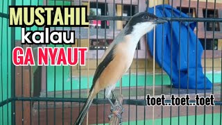 Suara Cendet Gacor TOET TOET biangnya bikin cendet jenis apapun langsung nyaut emosi ikutan bunyi