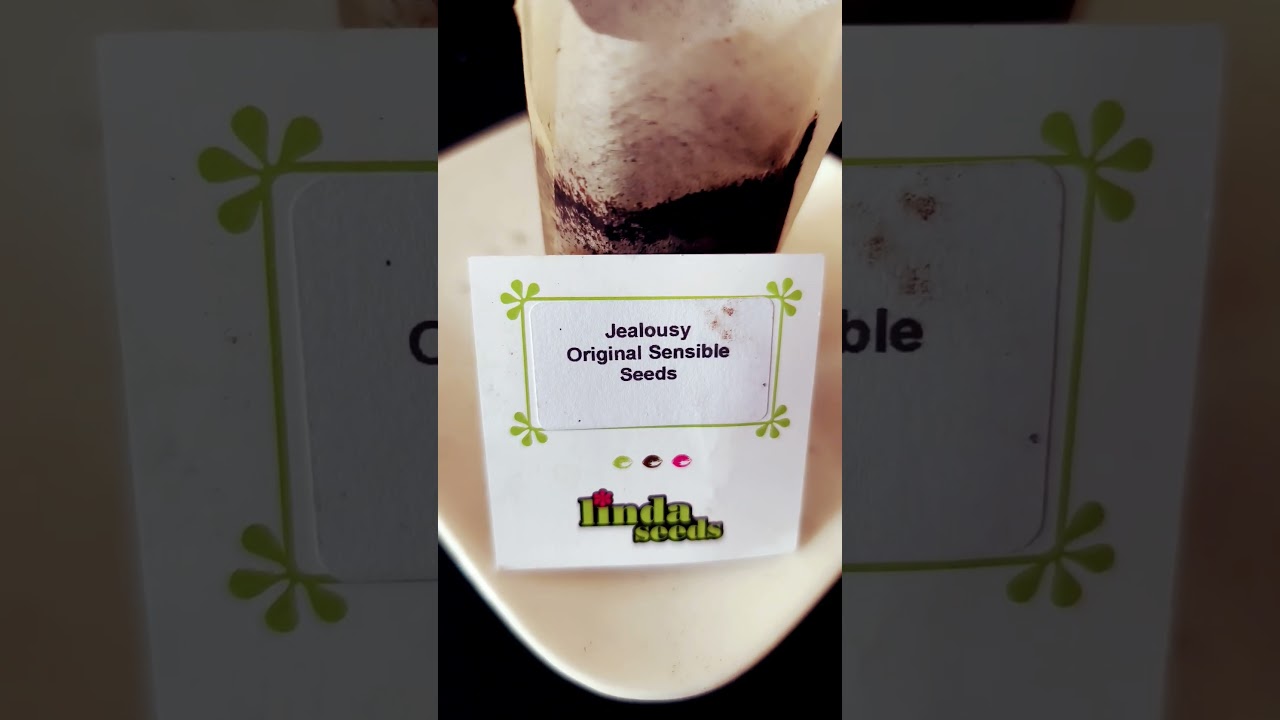 October 4, 2025. Jealousy original Sensi 