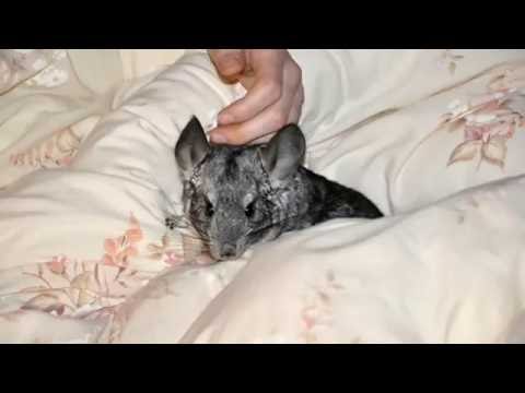 Video: Hitzestress Bei Chinchillas