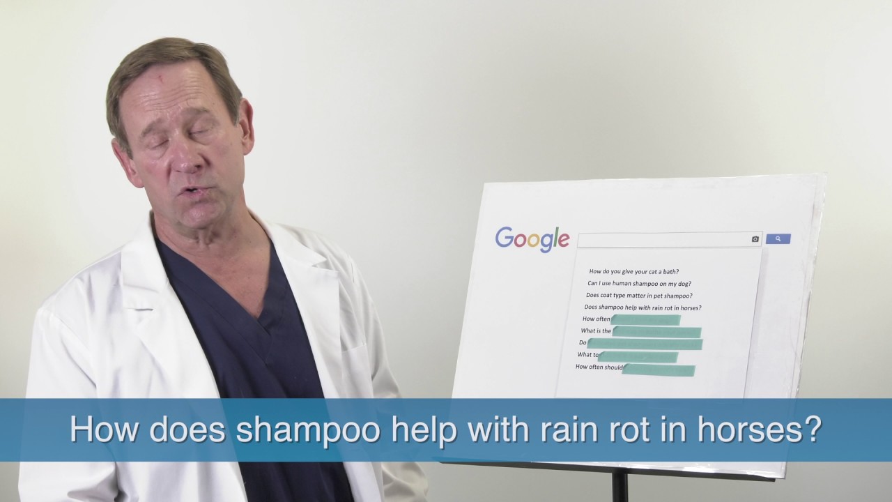 Veterinarian Brad Gordon Answers the Most Googled Pet Grooming