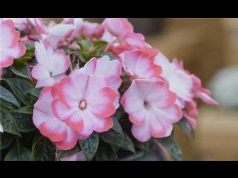 Video: Information About Impatiens Fungus - Cog Alternatives For Impatiens Downy Mildew