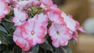 Gardening Tips - Impatiens Alternatives