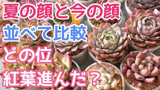 見比べ画像　多肉植物 多肉植物の寄せ植え｜おしゃれなアイデアや作り方・管理 | LOVEGREEN
