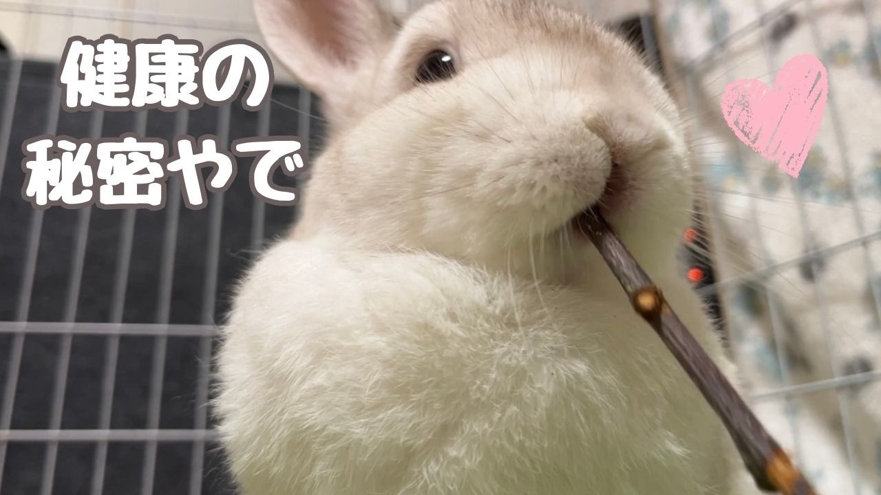 うさぎの歯の健康に◎🐰リンゴの木を夢中でかじるひーくん🍎