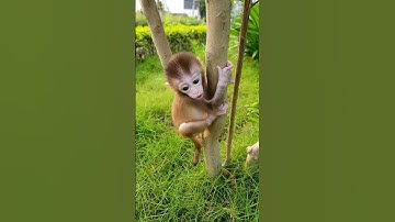 Piku likes to climb trees #monkey #animals #memes #cute #funny #viral #shorts