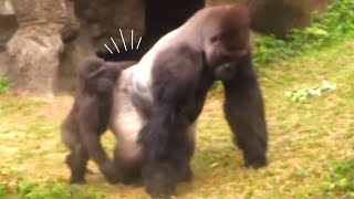 Ringo Runs Too Fast—Crashes Into ...