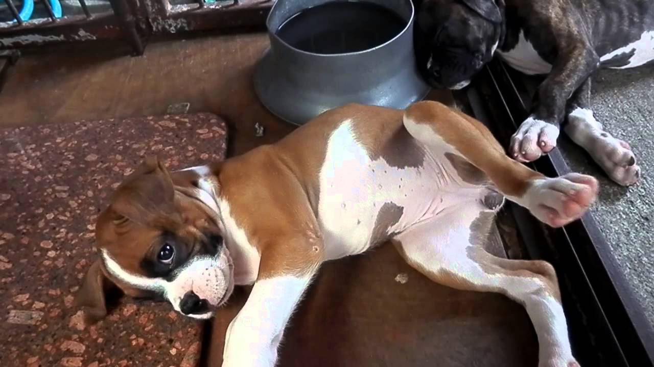 Resultado de imagen para Boxer ç¬ ãããã
