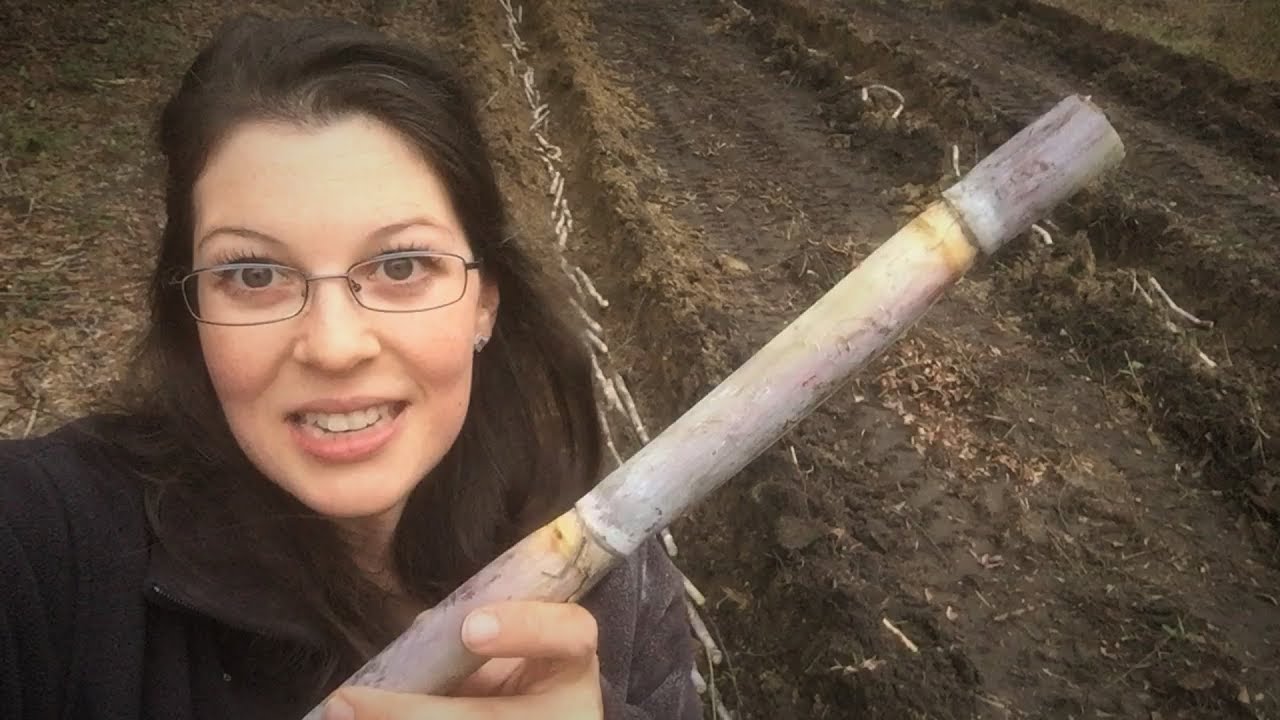 Planting MY OWN Sugar Cane for Maximum Flavor!! 