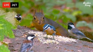 🔴 24/7 LIVE: Cat TV for Cats to Watch 😺 Cute Birds and Squirrels in the Forest 4K Cat Games