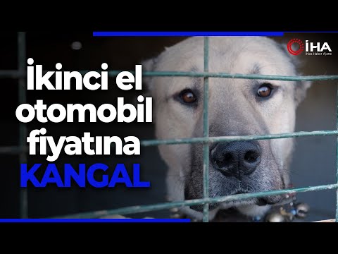 İkinci El Otomobil Fiyatına Kangal