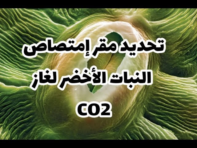 الدرس 09: مقر إمتصاص النبات الأخضر لغاز ثاني أكسيد الكربون  صفحة 41 علوم طبيعية سنة أولى متوسط