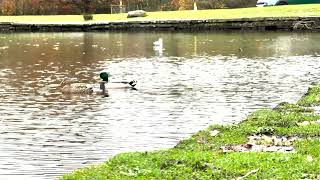 Ducks H.264