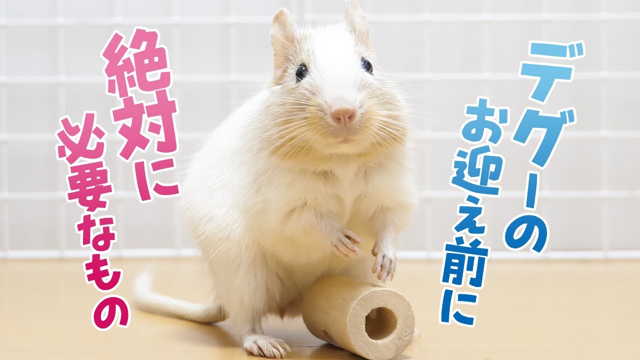 Read before getting a degu] What you absolutely need to keep a