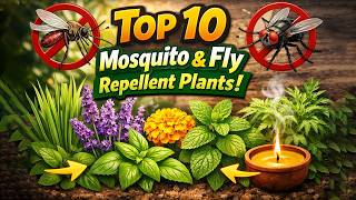 top 10 mosquito and fly repellent plants for your home garden