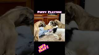 Puppy Playtime 💕 by Gimme 5 Dog Training with Serendipity Sighthounds 250 views 1 year ago 2 minutes, 39 seconds