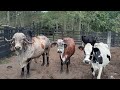 O PARAISO AO REDOR DE ITAIBA PE sítio várias  fruteiras e curral de vacas leiteiras  13/08/ 2021