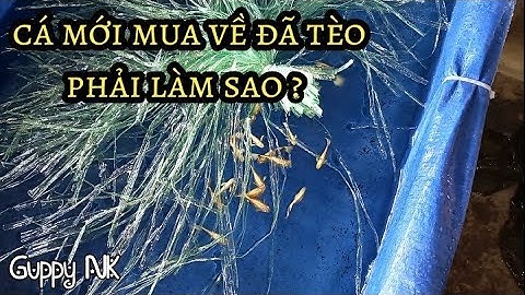 Cách phòng tránh rủi ro cá 7 màu chết khi mới mua cá về
