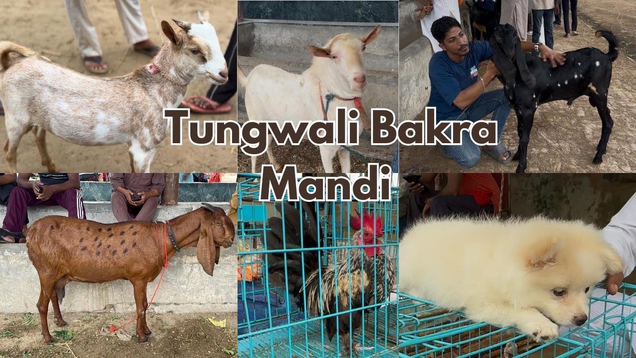 Tungwali Bakra Mandi Bhatinda Punjab | Special For Beetal And Barbari 