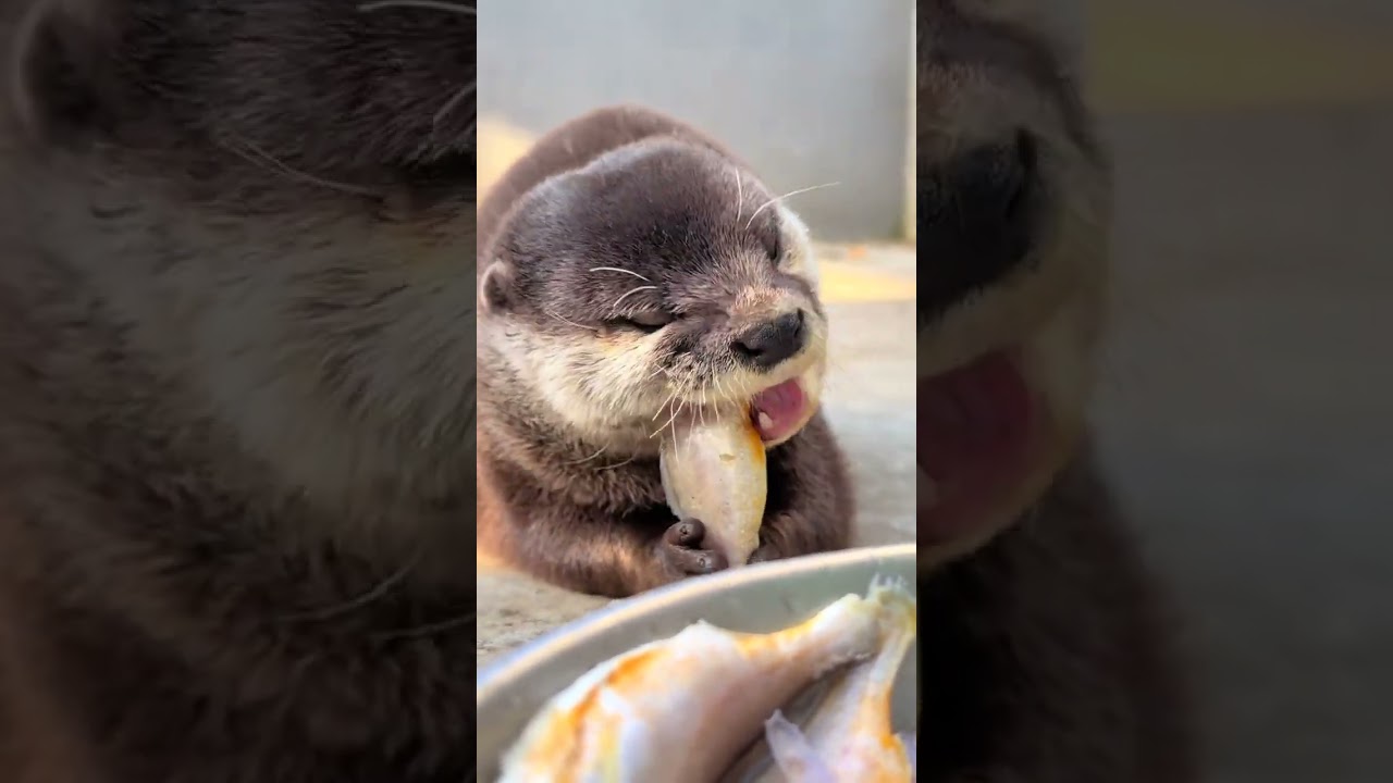 He smacked his lips while eating fish#Otter