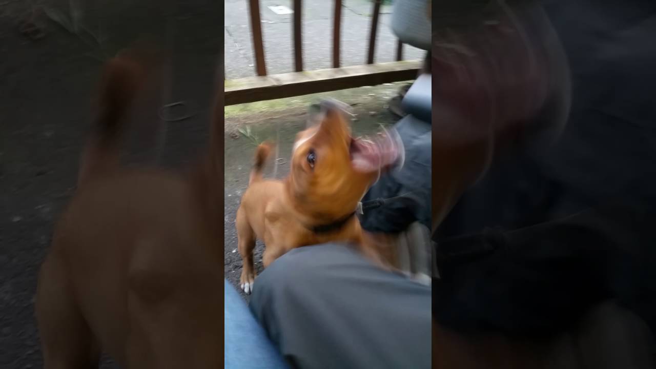 Dog hates blow dryer