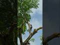 10 dólares el día😭😭#woodwork #chainsaw #asmrvideo