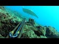 pesca submarina de escapada a Fuerteventura 19-spearfishing