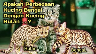 Fakta Perbedaan Kucing Bengal Dengan Kucing Hutan || Kucing Sultan