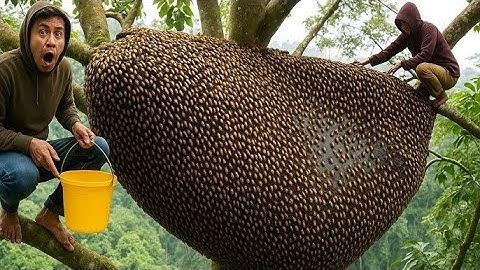Tree Climbing Skills Without Fear of Heights Harvesting Honey From Dangerous Tall Trees