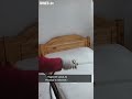 ❗Nebezpečné štěnice míří do našich bytů❗| iDNES.cz