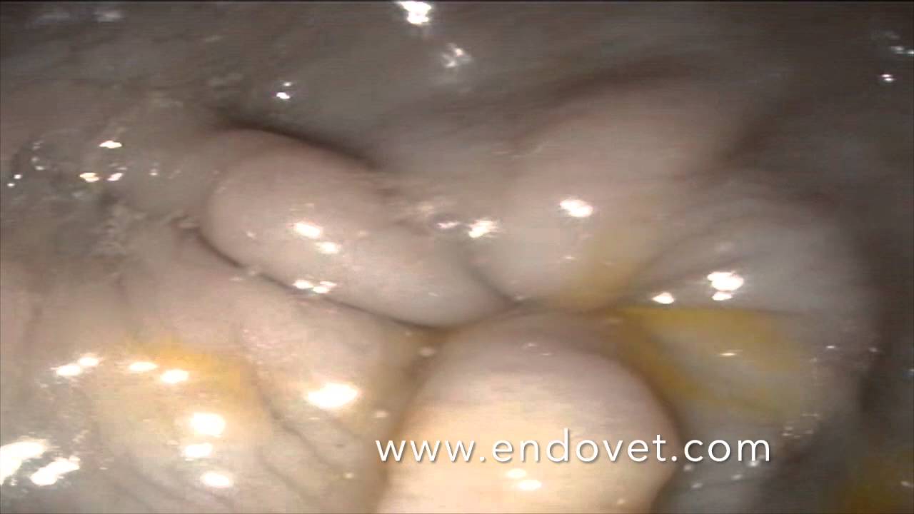 Хронический гастрит у собаки. www.endovet.com - YouTube