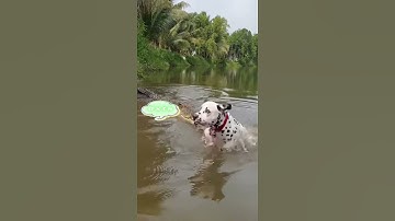 Khỉ giúp Đốm thoát khỏi Cá Sấu khổng lồ 😱