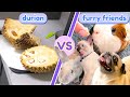 Guinea Pigs and Friends Try Durian for the First Time | GuineaDad