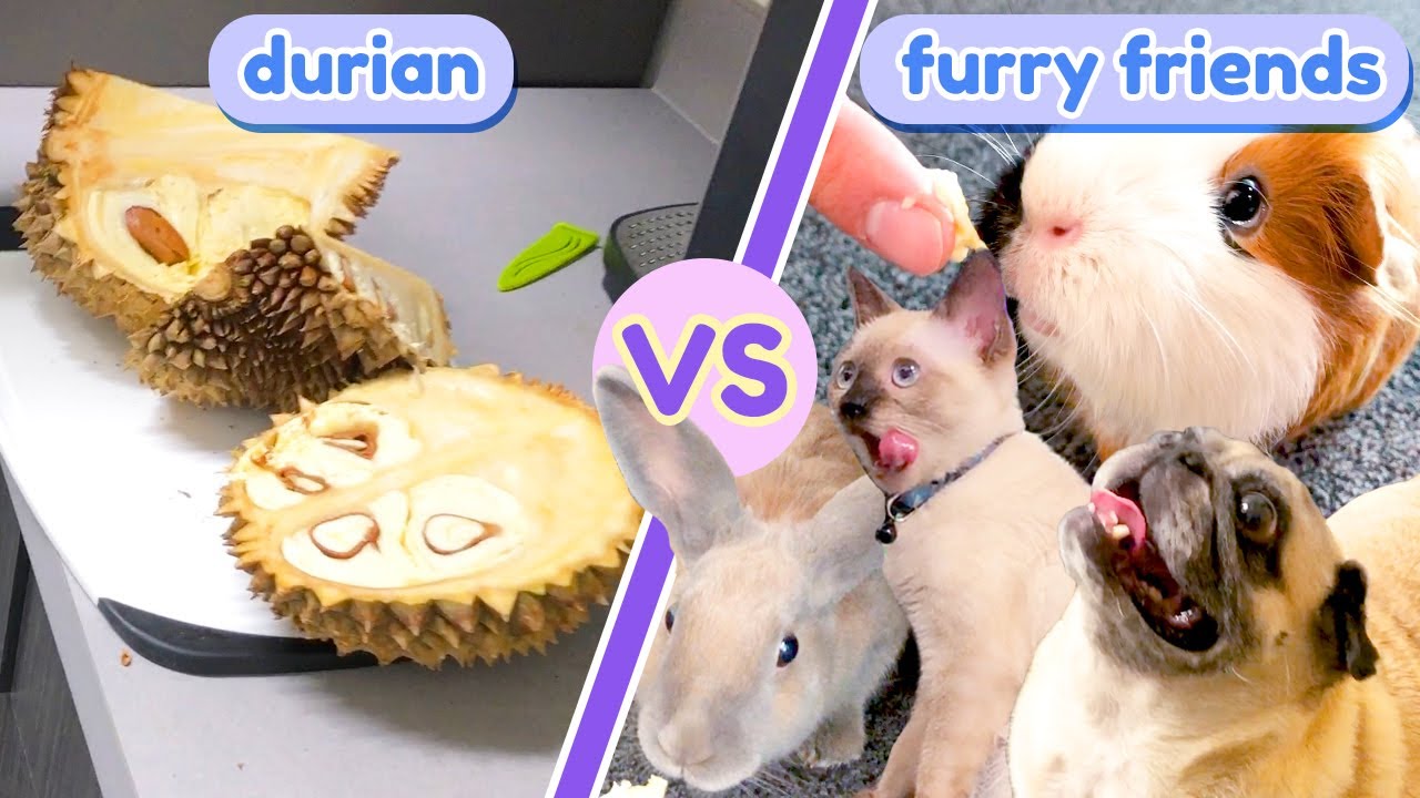 Guinea Pigs and Friends Try Durian for the First Time GuineaDad YouTube