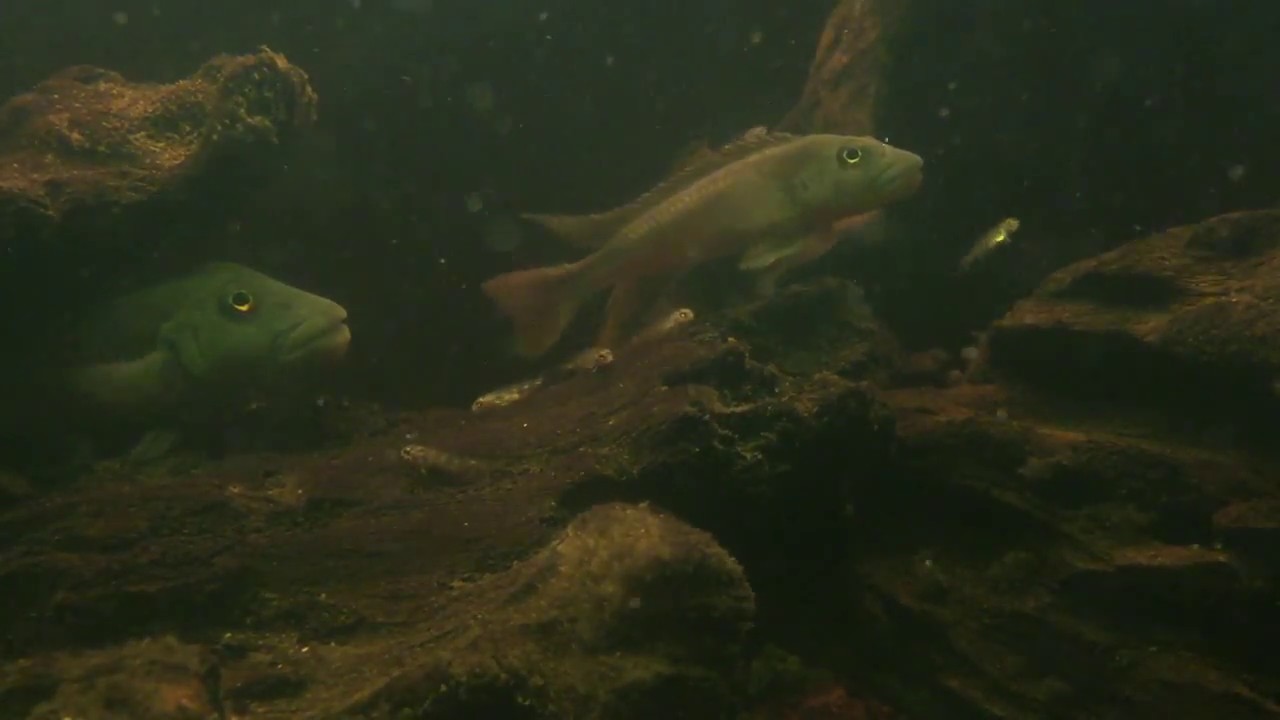 Steatocranus Tinanti - Pair with fry