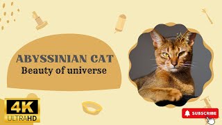 Abyssinian cat | Animals Simple Videos | Beauty of universe by What have in universe 6 views 8 months ago 3 minutes, 15 seconds