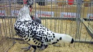 Appenzeller Spitzhauben Silberschwarzgetupft Europaschau Herning 2018