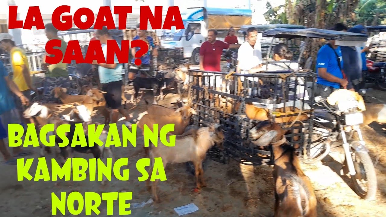 Bilihan ng Kambing sa Malasiqui Pangasinan #livestockmarket #livestockmarketpangasinan #marketday